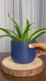 Planter (Blue)